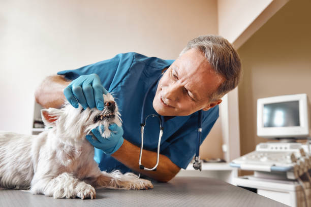 Best Emergency Wisdom Teeth Removal in Orleans, VT
